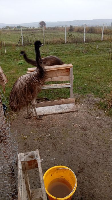 Vand 3 Struti Emu de 8 luni!