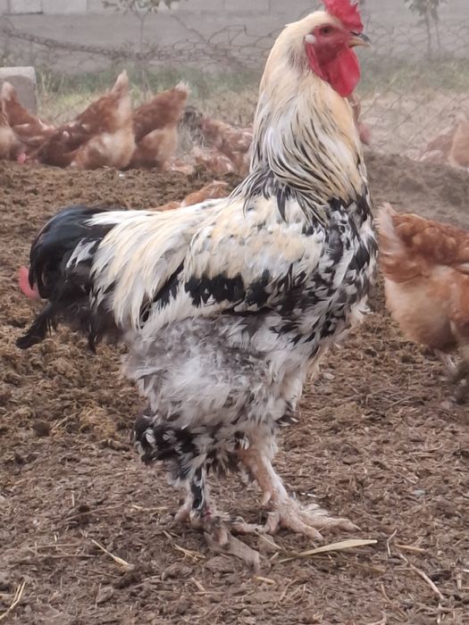 Қораз сатылады брам