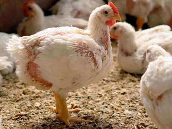 gaini outoare rosii_