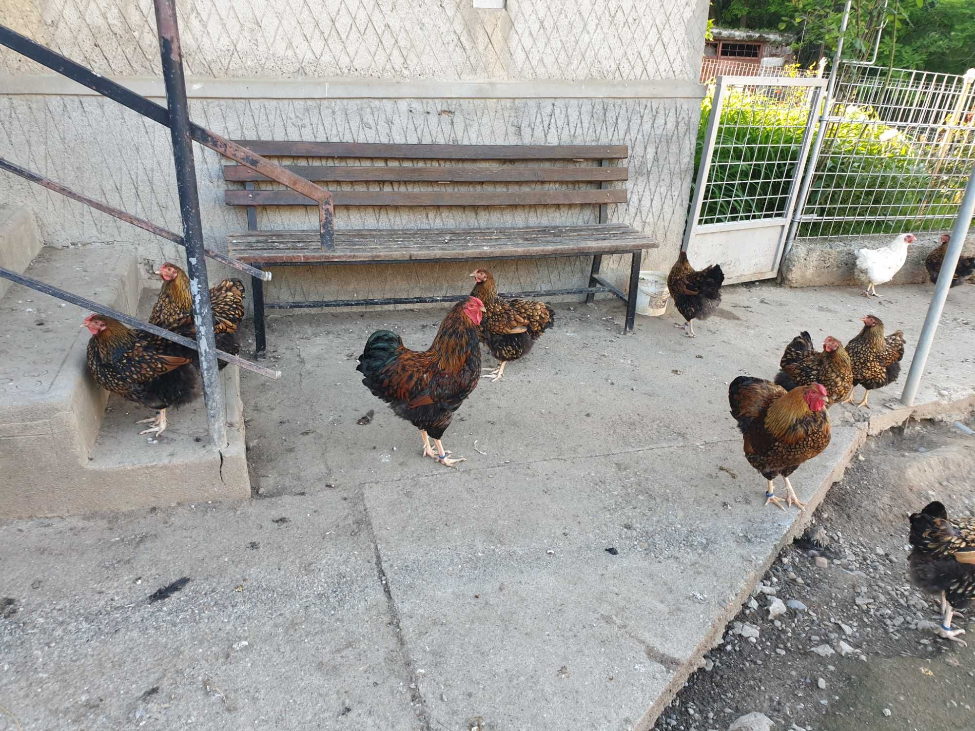Ouă pentru incubat Wyandotte gsg