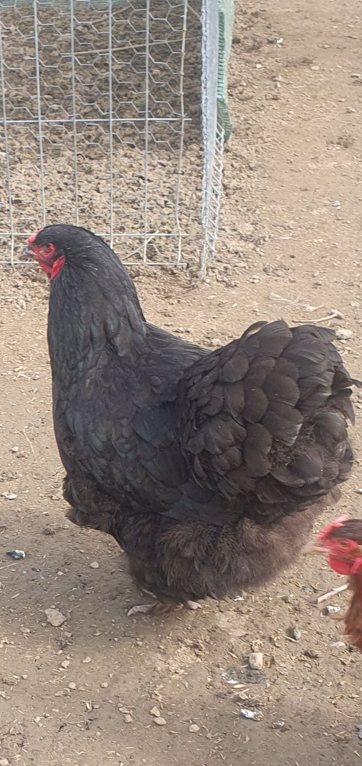 Cochinchina uriaș