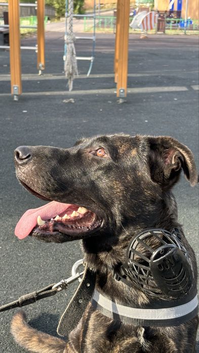 Собака ищет хозяина