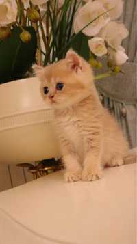 British shorthair crem puiuti