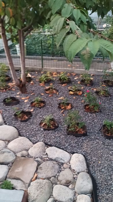 Продам бордюрные розы