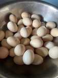 Vând ouă brahma 5 lei bucata