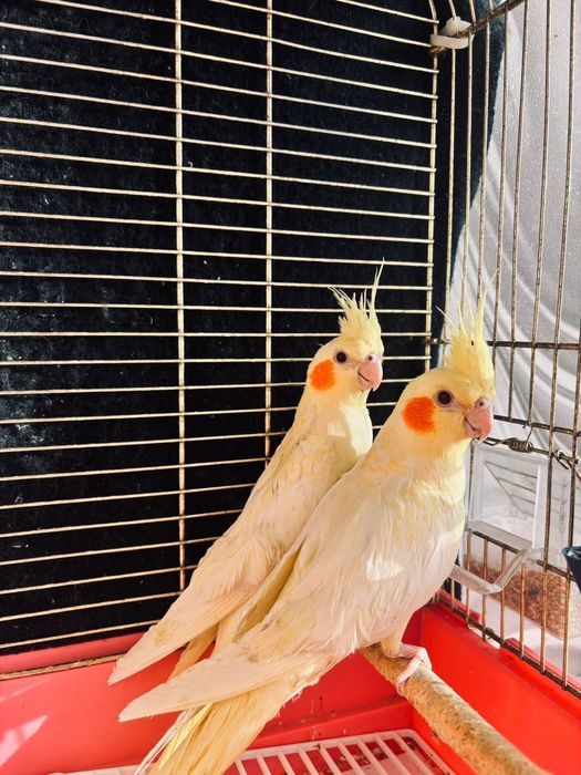 Продаются молодые попугаи Corella из нового выводка.
Продам птенцов ка