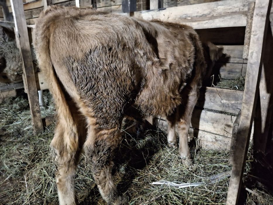 Продам корову и бычок