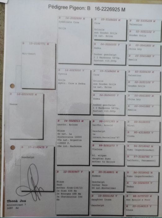Desființare crescătorie porumbei voiajori belgieni cu rezultate expo