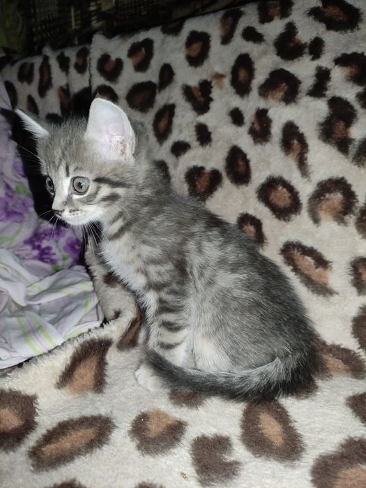 Отдам котенка девочку