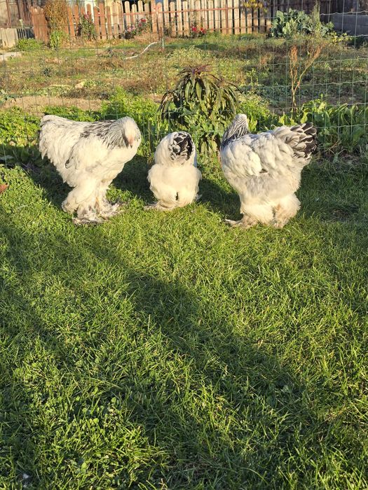 Brahma herminat deschis