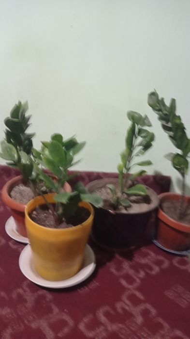 Гуллар сотилади буйи 25 30см