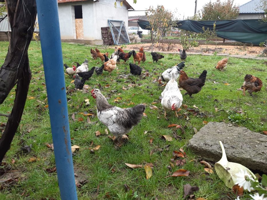 Vând  cocoși,găini și rățoi  leșești