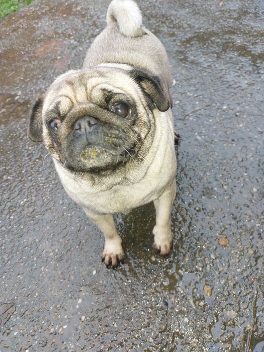 Donez caine rasa mops