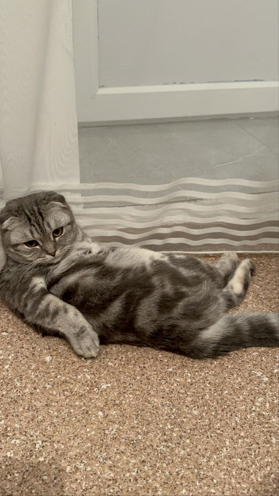 Продам шотландскую вислоухую кошку
