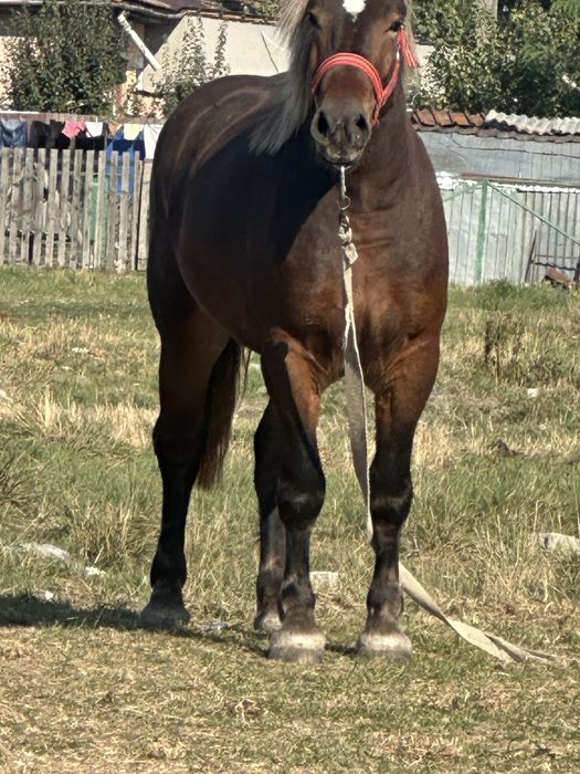 Mânza de 2,5 ani 172 inaltime