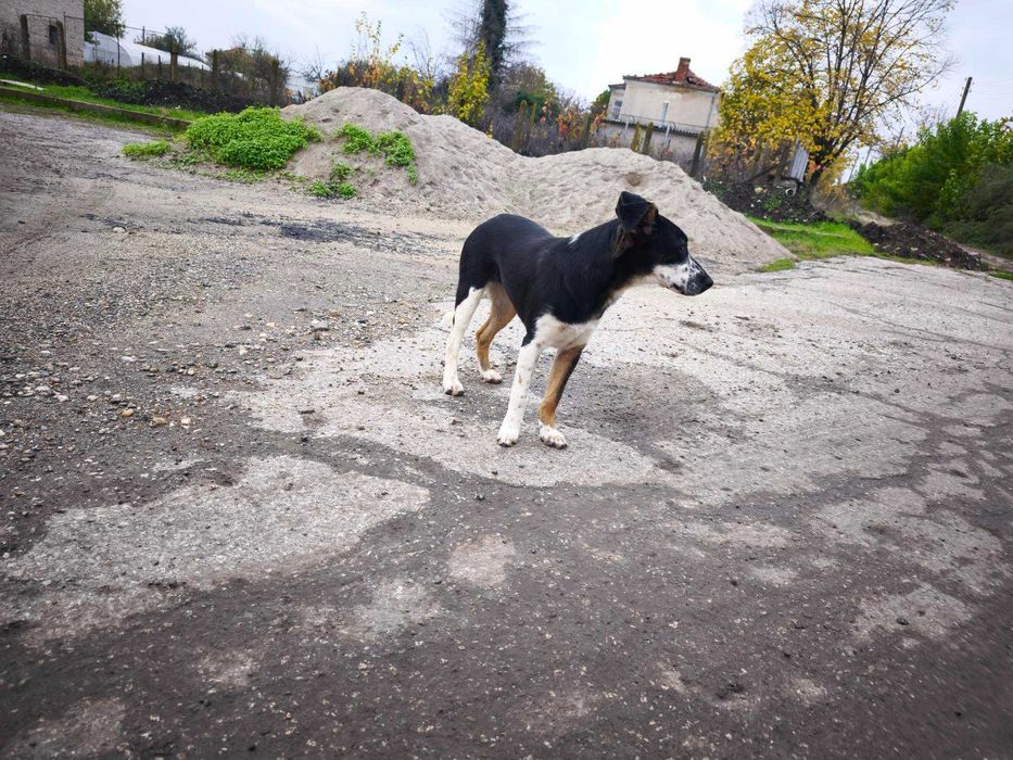 Търси се семейство за това спасено кученце