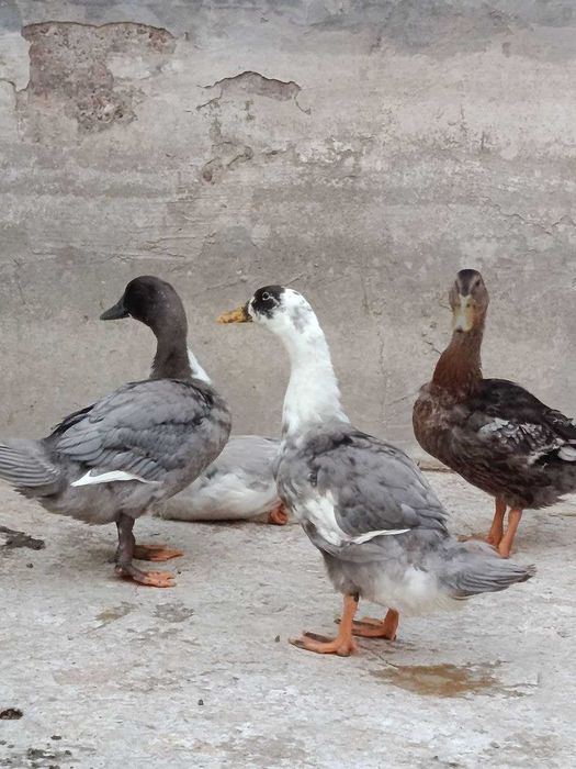 Favorit órdaklar sotiladi 100000 dan