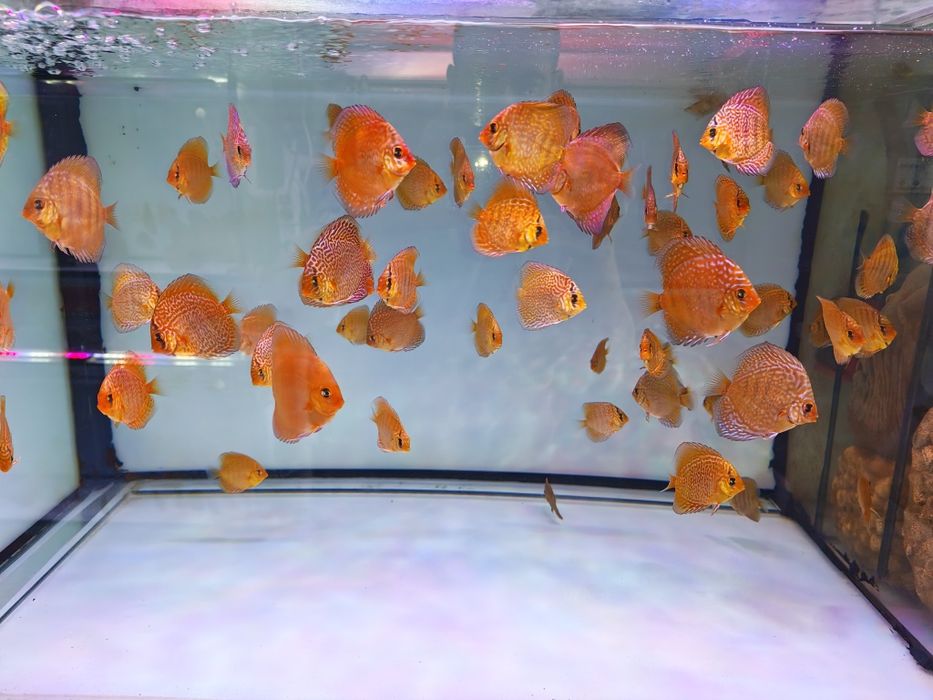 Дискуси-малки риби.