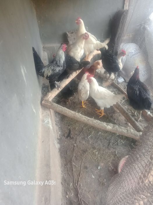 Oq xoroz sotiladi kelishamiz qolganiga kelishamiz