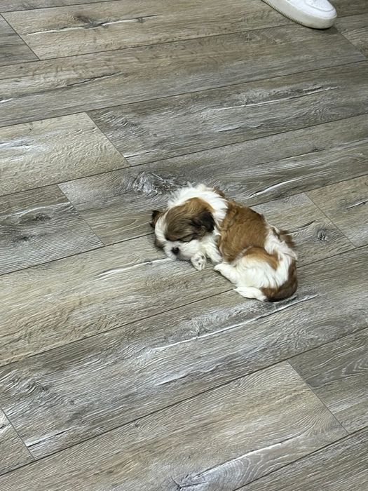 Shit tzu  bicolor 7 saptamani mini toy