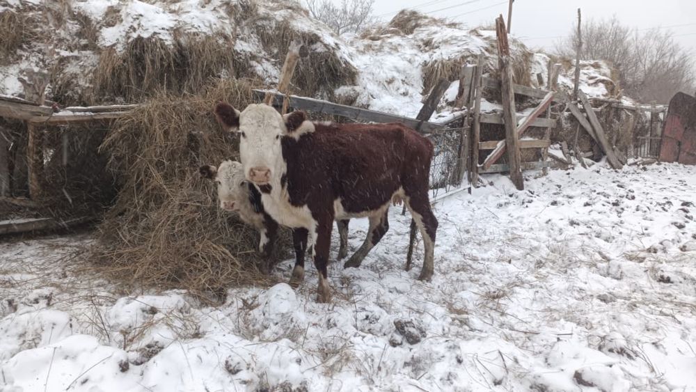 Ақбас сиыр бұзаумен сатылады