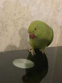 Продам ожерелого попугая Оли , самец , 1.5 года