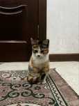 Котята бесплатно