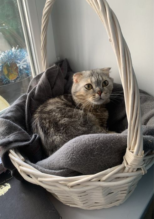 Особенная кошечка