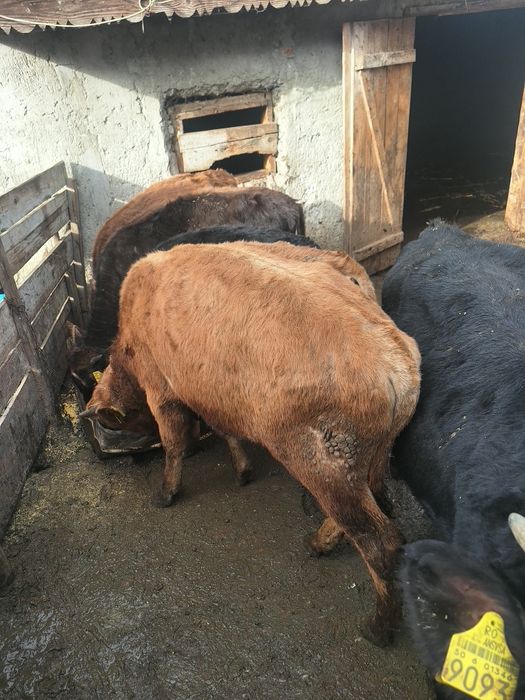 Vând vitei si vitele