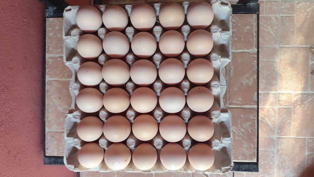 Ouă de găină ,albe