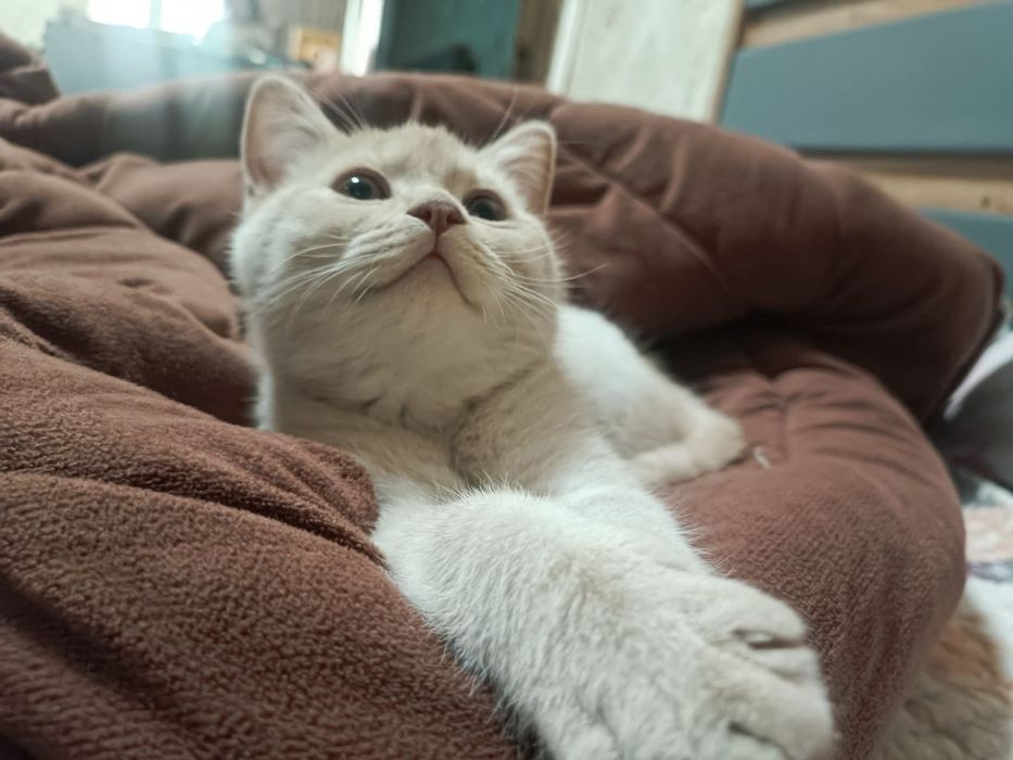 Котёнок британец кремового окраса