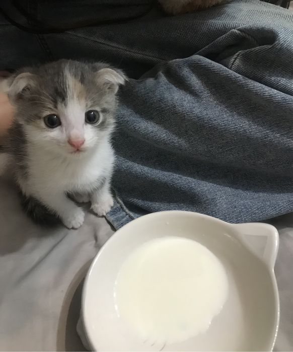 Отдам котенка в добрые руки с лотком, приучена к лотку