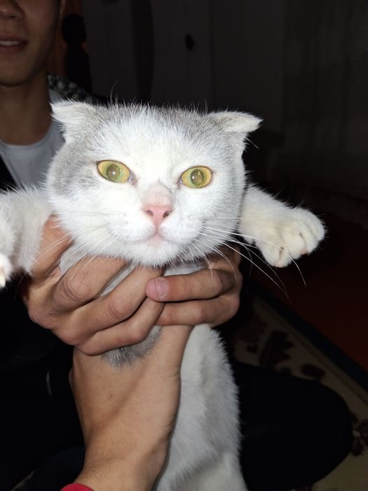 Кот для шатлански