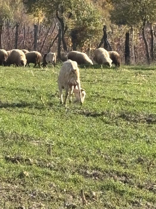 Capre sannen rasa pura