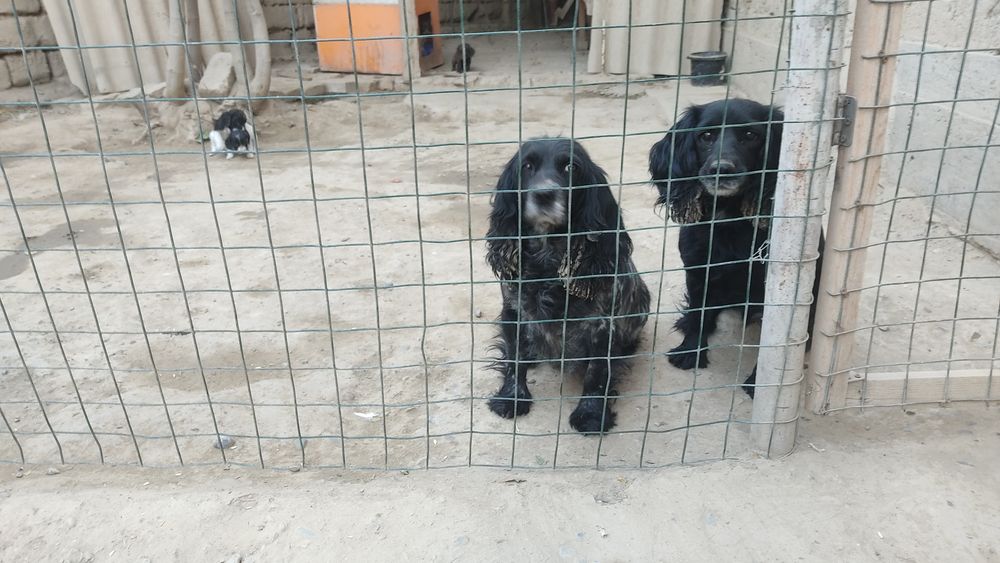 Продаю собак пародистых руские испаньеры