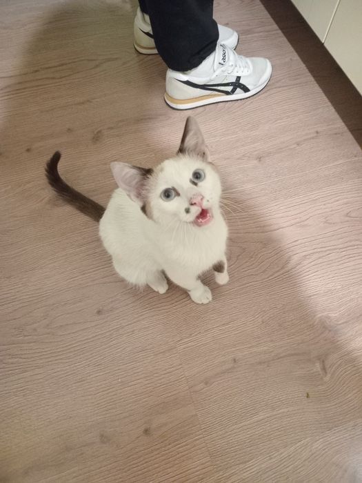 Donez pisici negri si alb