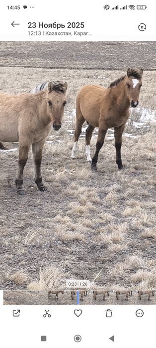 Мугалжар+ башкир жабагылар!