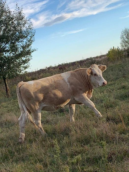 Vand 2 juninci de rasa Baltata Romaneasca. ambele gestante in 8 luni