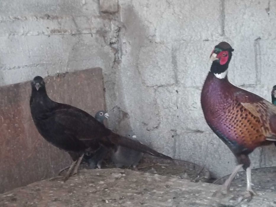 Fazani comuni tineri