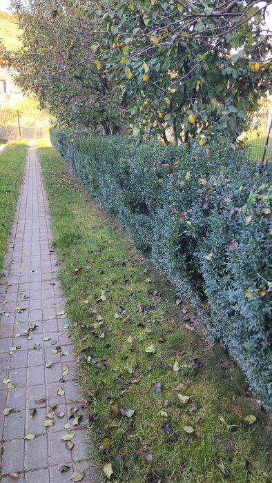 Buxus gard viu.       .
