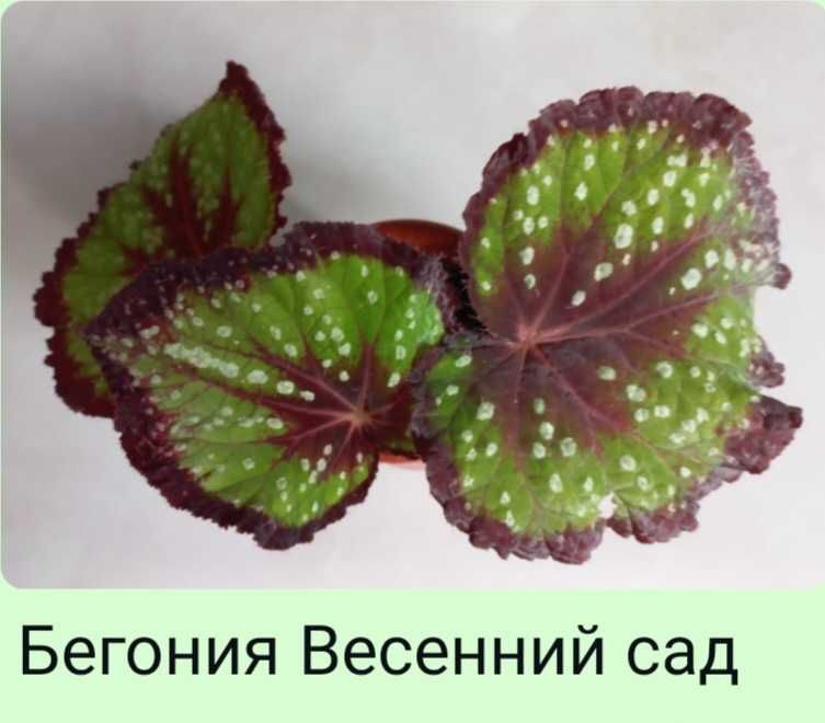 Бегония  разные виды