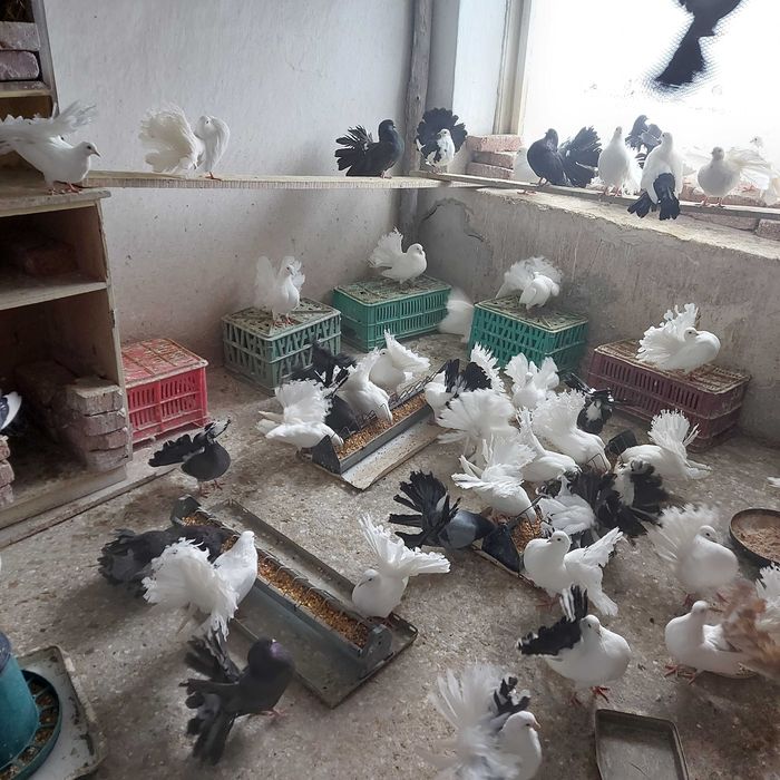 Продавам гълъби Финерлии - бели, сиви и пъстри.