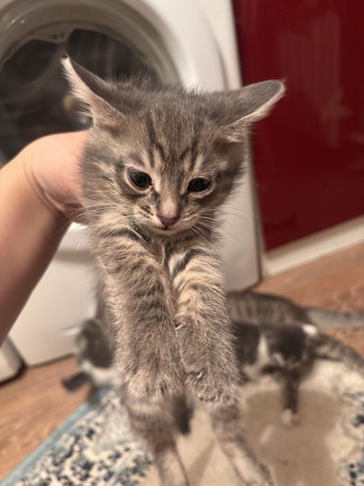 котята 1 месяц, мальчики