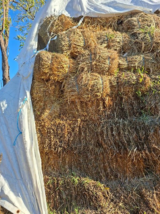 Baloti din paie de orz 400 buc. Fac schimb și cu oii