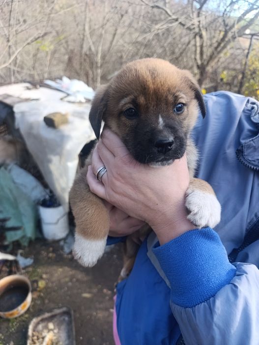 Подарявам 4 кученца