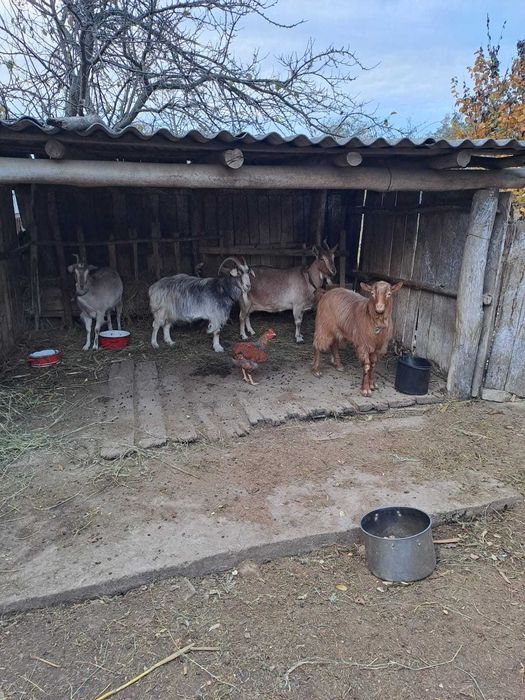 Vând capre Flămânzi