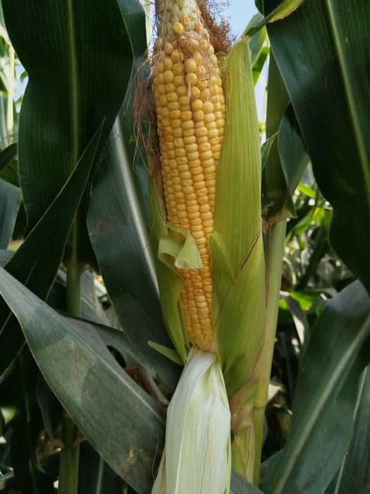 Silos yaqin orada o'riladi