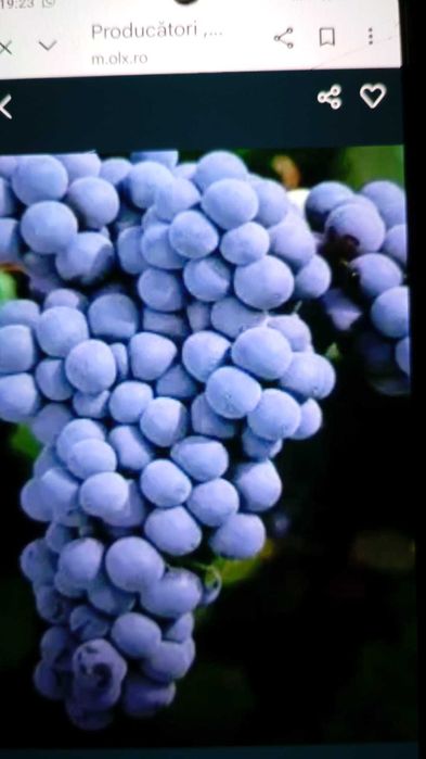 Roșu și alb demisec