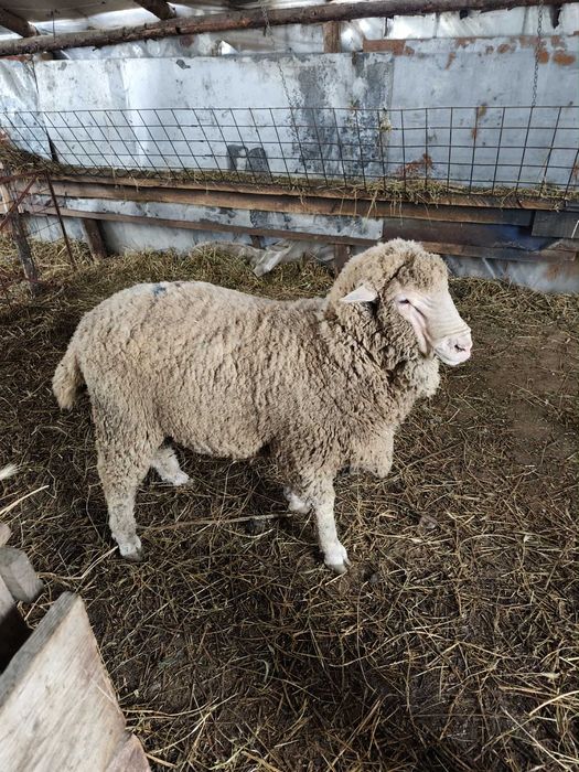 Berbec merinos de vânzare