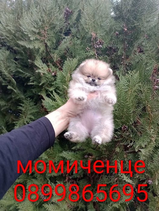 Померания . Момичета